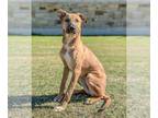 Carolina Dog Mix DOG FOR ADOPTION RGADN-1214597 - Janet - Carolina Dog / Mixed