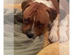 American Pit Bull Terrier Mix DOG FOR ADOPTION RGADN-1214601 - Bobo - American