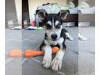 Border Collie-Siberian Husky Mix DOG FOR ADOPTION RGADN-1214602 - Silver -