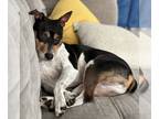 Rat Terrier DOG FOR ADOPTION RGADN-1214607 - Bilbo (FL) - Rat Terrier (short