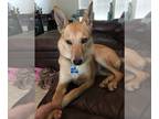 Labrador Retriever Mix DOG FOR ADOPTION RGADN-1214611 - Toby - Labrador