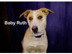 Adopt Baby Ruth a German Shepherd Dog, Husky