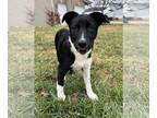 Borador DOG FOR ADOPTION RGADN-1214614 - Cruella - Labrador Retriever / Border