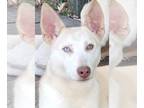 Siberian Husky Mix DOG FOR ADOPTION RGADN-1214627 - Pako - Cattle Dog / Siberian