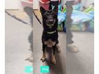 German Shepherd Dog-Huskies Mix DOG FOR ADOPTION RGADN-1214629 - Pru - Husky /