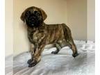 Mastiff Mix DOG FOR ADOPTION RGADN-1214631 - Agustus - English Mastiff / Mixed