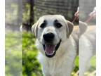 Labrador Retriever DOG FOR ADOPTION RGADN-1214632 - Kramer- Courtesy Listing -