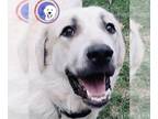 Labrador Retriever DOG FOR ADOPTION RGADN-1214633 - Cooper- Courtesy Listing -