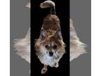 Pomeranian Mix DOG FOR ADOPTION RGADN-1214644 - Koda Walworth Kramer - Shetland