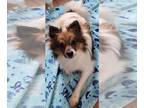 Pomeranian Mix DOG FOR ADOPTION RGADN-1214646 - Scout Walworth Kramer - Shetland