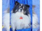 Pomeranian Mix DOG FOR ADOPTION RGADN-1214647 - Cowboy Walworth Kramer -