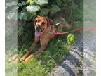 English Mastweiler DOG FOR ADOPTION RGADN-1214652 - Lennox - Courtesy Post -