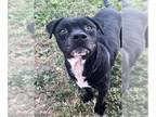 American Pit Bull Terrier Mix DOG FOR ADOPTION RGADN-1214656 - Dog - Pit Bull