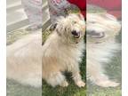 Welsh Terrier Mix DOG FOR ADOPTION RGADN-1214663 - Lucy - Welsh Terrier /
