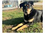 Rottweiler Mix DOG FOR ADOPTION RGADN-1214665 - ROXY - Rottweiler / Mixed (long