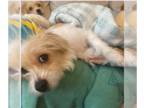 Airedale Terrier-Silky Terrier Mix DOG FOR ADOPTION RGADN-1214670 - Cassidy and