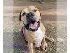 American Pit Bull Terrier Mix DOG FOR ADOPTION RGADN-1214671 - Shaq - Pit Bull
