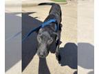 Labrador Retriever Mix DOG FOR ADOPTION RGADN-1214673 - LOU - Labrador Retriever