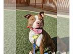 American Pit Bull Terrier Mix DOG FOR ADOPTION RGADN-1214680 - PENNY - Pit Bull