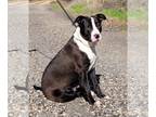 American Pit Bull Terrier Mix DOG FOR ADOPTION RGADN-1214682 - 231842 MooMoo -