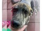 Greyhound Mix DOG FOR ADOPTION RGADN-1214686 - Carmelina - Greyhound / Mixed