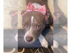 American Pit Bull Terrier Mix DOG FOR ADOPTION RGADN-1214687 - Cupcake - Pit