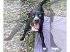 Huskies -Labrador Retriever Mix DOG FOR ADOPTION RGADN-1214688 - Prosper -