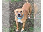 Boxer Mix DOG FOR ADOPTION RGADN-1214694 - RAUKLAS - Boxer / Mixed (medium coat)