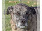 Catahoula Leopard Dog Mix DOG FOR ADOPTION RGADN-1214695 - Ryder - Catahoula