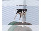 Borador DOG FOR ADOPTION RGADN-1214699 - Hunter - Labrador Retriever / Border