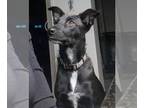 Labrador Retriever Mix DOG FOR ADOPTION RGADN-1214705 - Michaela - Labrador