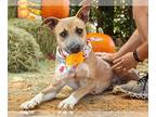 Black Mouth Cur DOG FOR ADOPTION RGADN-1214707 - SASSY - Black Mouth Cur (medium