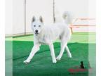 Siberian Husky DOG FOR ADOPTION RGADN-1214710 - BLIZZARD - Siberian Husky