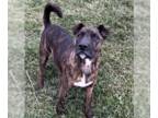 American Pit Bull Terrier Mix DOG FOR ADOPTION RGADN-1214718 - Ringo - Pit Bull