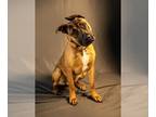German Shepherd Dog-Great Dane Mix DOG FOR ADOPTION RGADN-1214720 - RUDY -