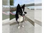 Border Collie Mix DOG FOR ADOPTION RGADN-1214723 - WINTER - Border Collie /