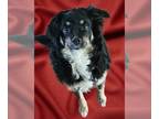 Australian Shepherd Mix DOG FOR ADOPTION RGADN-1214728 - Layla Walworth Kramer -