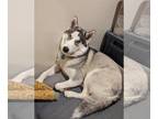 Siberian Husky DOG FOR ADOPTION RGADN-1214734 - Inna - Siberian Husky (medium