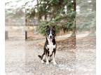 American Pit Bull Terrier-Huskies Mix DOG FOR ADOPTION RGADN-1214735 - Sokka -