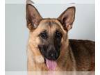 German Shepherd Dog Mix DOG FOR ADOPTION RGADN-1214747 - *JOSIE - German