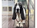 Basset Hound DOG FOR ADOPTION RGADN-1214749 - Reggie - Basset Hound (short coat)