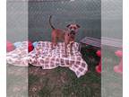 Huskies Mix DOG FOR ADOPTION RGADN-1214753 - Scrappy - Husky / Mixed Dog For