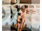 American Staffordshire Terrier-Boxer Mix DOG FOR ADOPTION RGADN-1214757 - MooMa