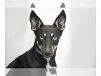 Huskies Mix DOG FOR ADOPTION RGADN-1214759 - Magnus - Husky / Mixed Dog For