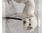 Poodle (Miniature) DOG FOR ADOPTION RGADN-1214761 - Houston - Poodle (Miniature)