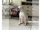 Boxer DOG FOR ADOPTION RGADN-1214763 - Buddy *Adoption Pending* - Boxer (short