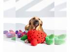 Mastiff Mix DOG FOR ADOPTION RGADN-1214769 - Presley - Mastiff / Mixed Dog For