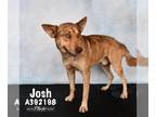 Catahoula Leopard Dog-Huskies Mix DOG FOR ADOPTION RGADN-1214772 - JOSH -