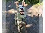American Pit Bull Terrier-Huskies Mix DOG FOR ADOPTION RGADN-1214780 - Lotus -