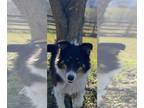 Border Collie DOG FOR ADOPTION RGADN-1214789 - Sadie - Border Collie (medium